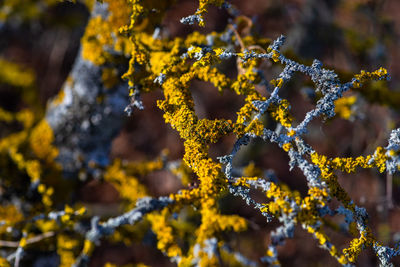 Close-up of yellow branch