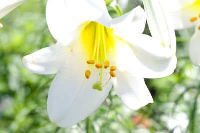 Close-up of white flowering plant