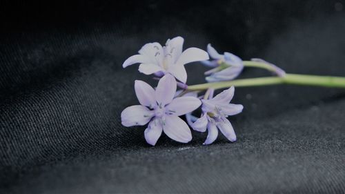 Close-up of purple flowering plant on table