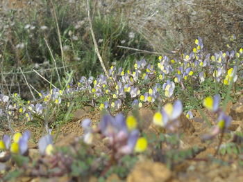Close-up of white flowers blooming in field
