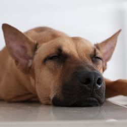 Close-up of dog lying on floor