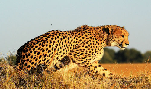 View of a cat on field