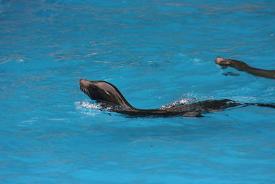 View of a turtle in swimming pool