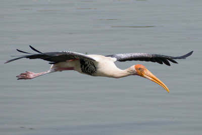 A painted stork on a flight to its nest.