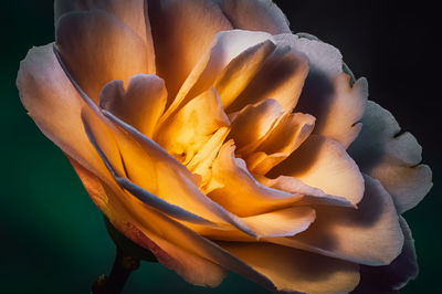 Close-up of rose against black background