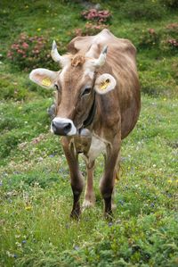 Cow standing on field