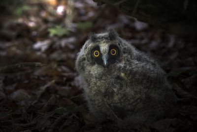 Portrait of young bird on field