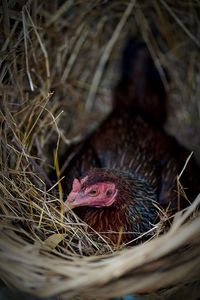 Close-up of hen in nest