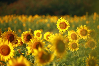 Close-up of yellow flowering plants on field