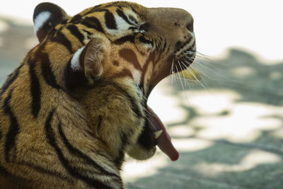 Close-up of tiger yawning at zoo