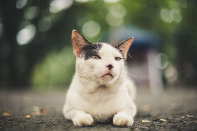 Close-up of cat sitting on street