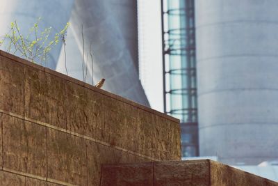 Low angle view of sparrow on retaining wall against building