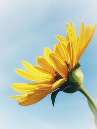 Close-up of yellow flower against clear sky