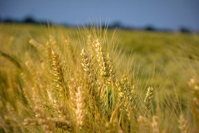Close-up of wheat field