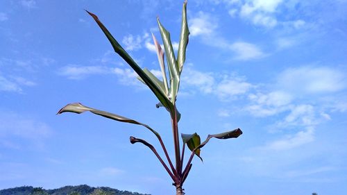 Low angle view of flower against blue sky