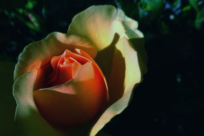 Close-up of flowers