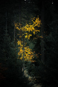 Yellow flowering trees in forest during autumn