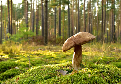 Close-up of mushroom growing on field