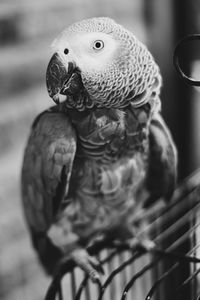 Close-up of parrot perching