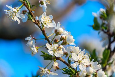 Close-up of white flowers blooming on tree