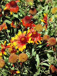 Close-up of yellow flowers