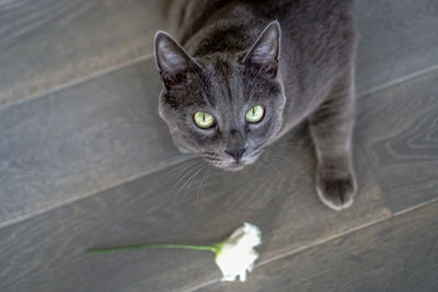 High angle portrait of a cat