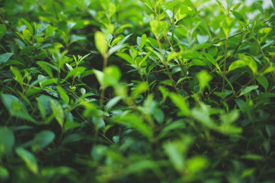 Full frame shot of fresh green plants