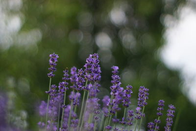 Close-up of purple flowering plants