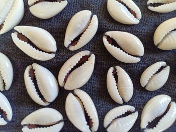 High angle view of shells on table