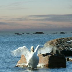 Swans on sea against sky