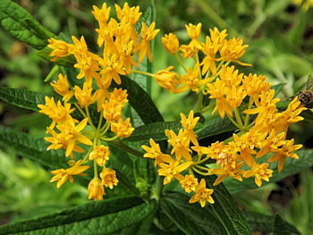 Close-up of yellow flowers