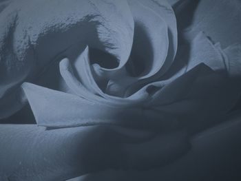 Full frame shot of flower