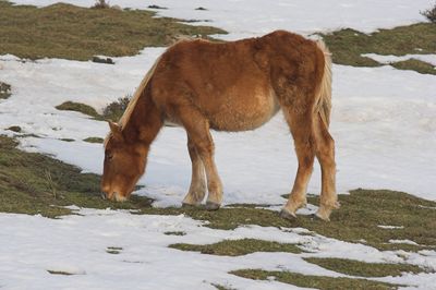 Horse standing on snow covered land