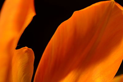 Close-up of orange rose flower against black background