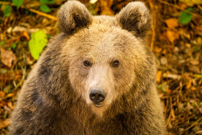Close-up of a wild bear in the forest
