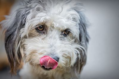 Close-up portrait of dog sticking out tongue