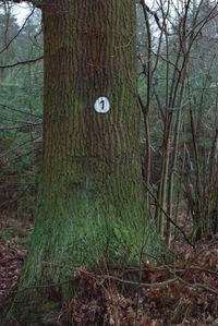 Trees growing in forest