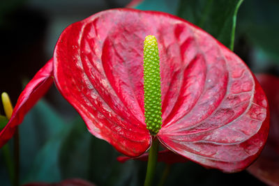 Closeup of an anthurium spadix with a red leaf.