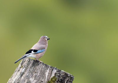 Bird perching on a tree