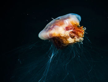 Close-up of jellyfish against black background