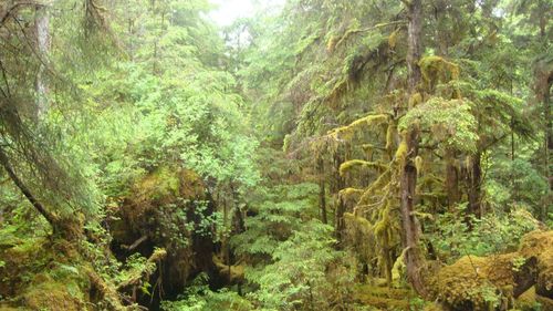 Trees in forest