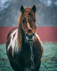 Horse standing on land