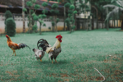 Flock of birds on field