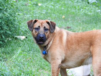 Close-up portrait of dog standing on grass