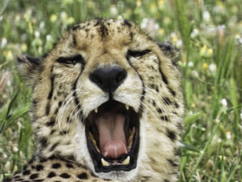 Close-up of a cat looking away
