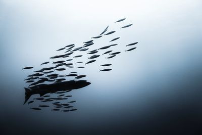 Silhouette birds swimming in sea against sky