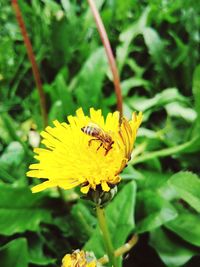 Close-up of bee on yellow flower