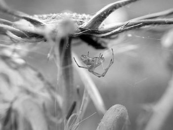 Close-up of spider on web