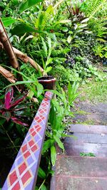 High angle view of plants