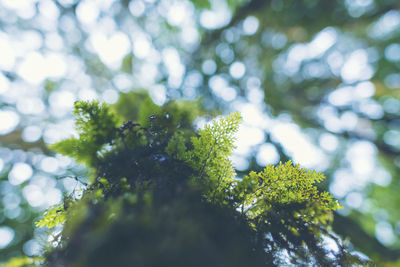 Low angle view of lichen on tree